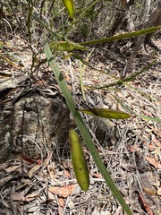 Bossiaea scolopendria