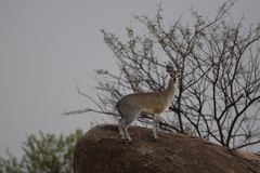 Oreotragus oreotragus