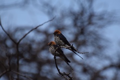 Cecropis abyssinica