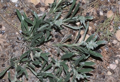 Oreocarya suffruticosa