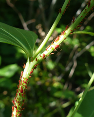 Uroleucon nigrotuberculatum