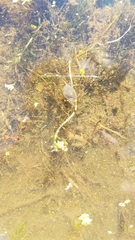 Physa