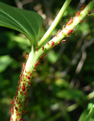 Uroleucon nigrotuberculatum