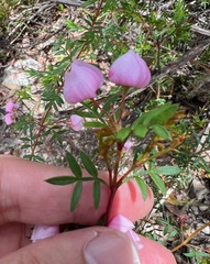 Boronia floribunda