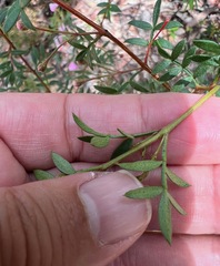 Boronia floribunda