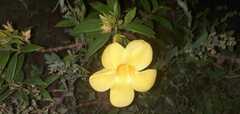 Allamanda cathartica