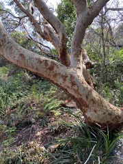 Angophora costata