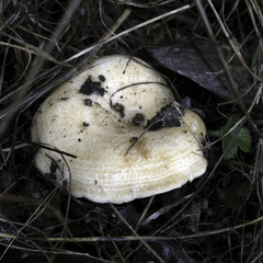 Lactarius alnicola