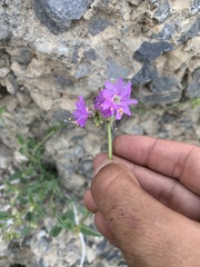 Mirabilis oxybaphoides