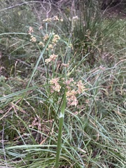 Cyperus entrerianus