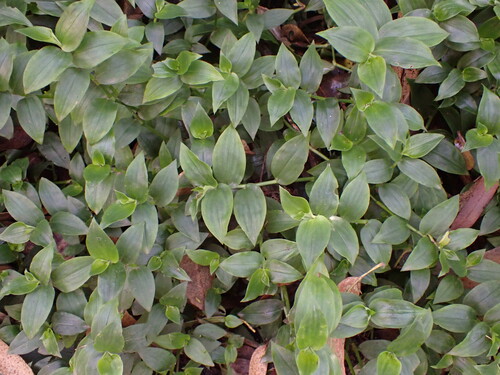 Tradescantia fluminensis