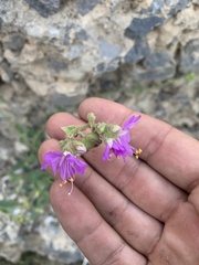 Mirabilis oxybaphoides