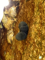 Nerita melanotragus