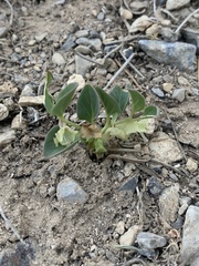 Mirabilis oxybaphoides