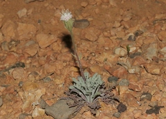 Chaenactis douglasii