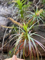Dracophyllum secundum