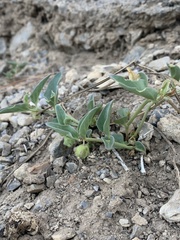 Mirabilis oxybaphoides