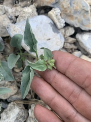 Mirabilis oxybaphoides