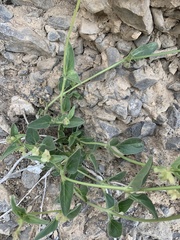 Mirabilis oxybaphoides