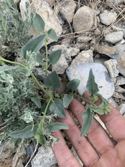 Mirabilis oxybaphoides