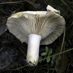 Lactarius alnicola