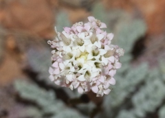 Chaenactis douglasii