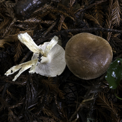 Leucopaxillus gentianeus