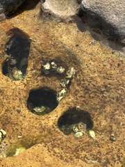 Saccostrea glomerata