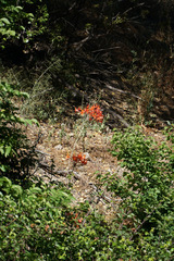 Alstroemeria ligtu
