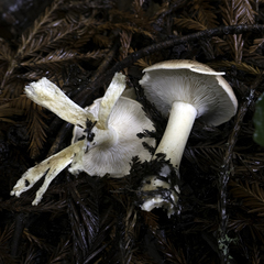 Leucopaxillus gentianeus