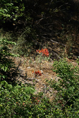 Alstroemeria ligtu