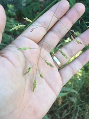 Leersia