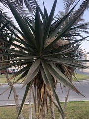Yucca gigantea