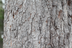 Corymbia