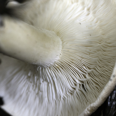 Leucopaxillus gentianeus