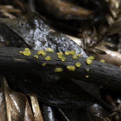 Dacrymyces capitatus