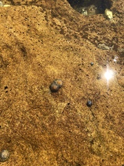 Bembicium nanum