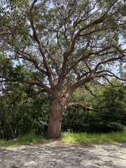 Eucalyptus botryoides