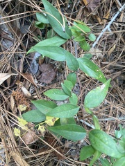 Gelsemium sempervirens