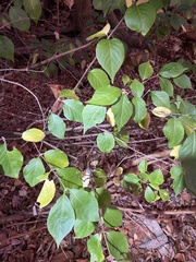 Styracaceae