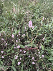 Persicaria bicornis