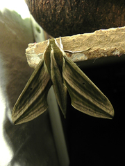 Xylophanes isaon