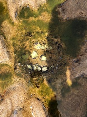 Saccostrea glomerata