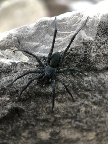 Stone Spider