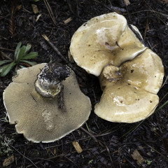 Suillus caerulescens