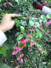Syzygium luehmannii