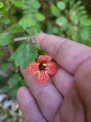 Rhabdothamnus solandri