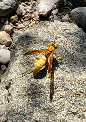 Polistes flavus