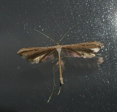 Emmelina monodactyla