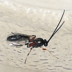 Hyposoter